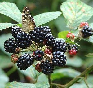 blackberry dms