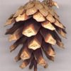 scots pine cone