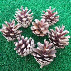 Scots Pine Cones