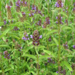 Self-heal, Prunella vulgaris dms