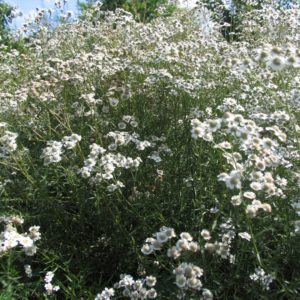 sneezewort, achillea ptarmica