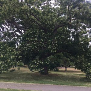 sophora whole tree dms