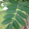sorbus leaf