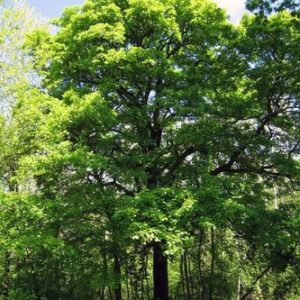 Wild Service Tree Seed