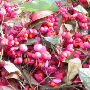 spindle berries dms