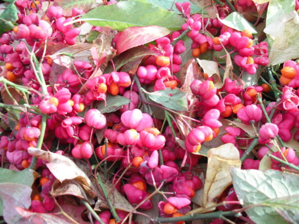 spindle berries dms