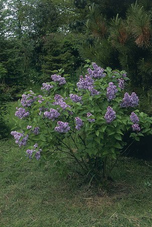 20 Common Lilac Seeds: Fragrant Purple Syringa