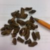 taxodium seed