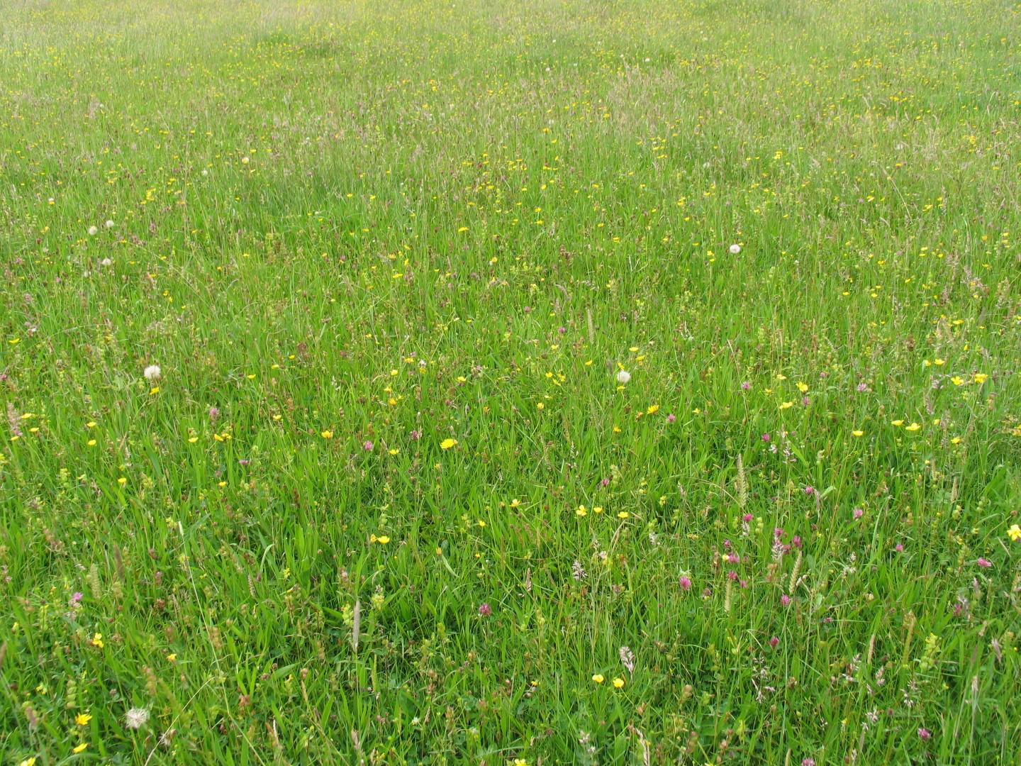 Traditional meadows!