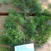 tsuga heterophylla frond hjr