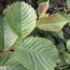 ulmus glabra leaf