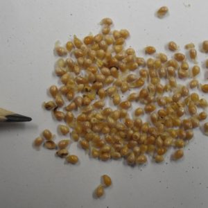 Sweet Violet Seed