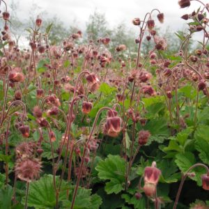 water avens dms