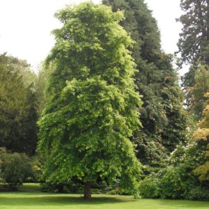 Nyssa sylvatica dms