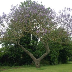 Foxglove Tree Rs