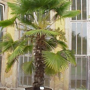 Chusan Palm