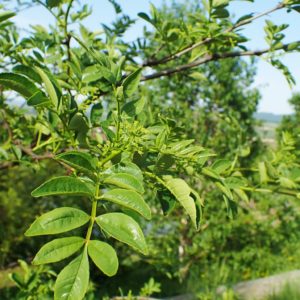 Sichuan Pepper