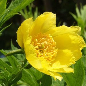 paeonia ludlowii dms