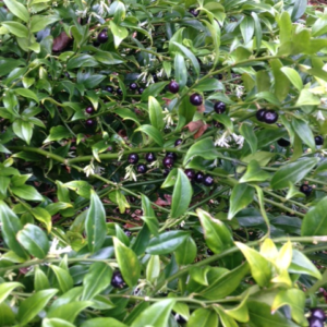 sarcococca confusa dms