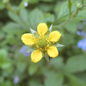 Wood Avens