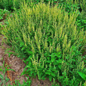 Wood Sage