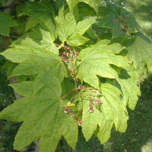 Vine Maple