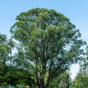 Eucalyptus_robusta