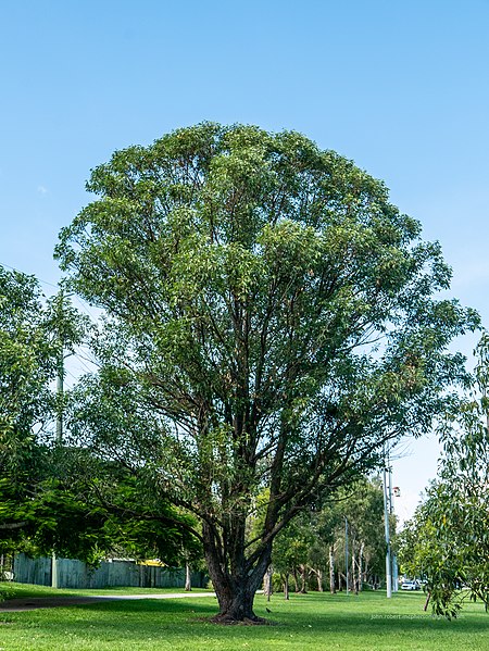 Eucalyptus_robusta