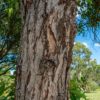Eucalyptus_robusta_bark