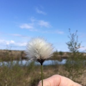 Hare's Tail cotton grass dms
