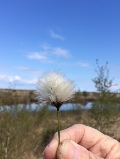 Hare's Tail cotton grass dms