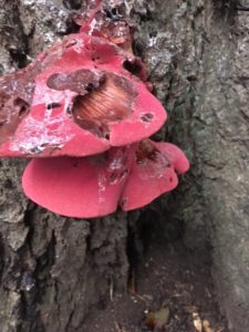 red bracket fungus