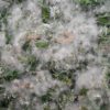 goat willow seed and fluff