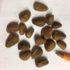 pinus koraiensis seed