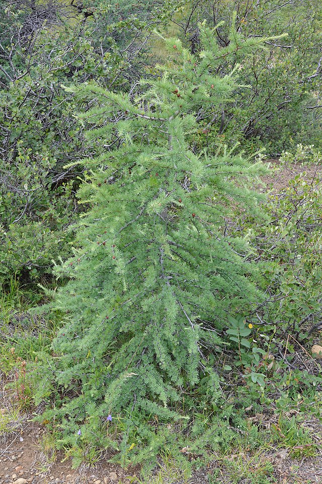 Larix laricina