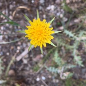 tragopogon flower dms