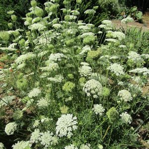 wild carrot