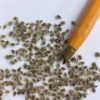 wild carrot seed dms